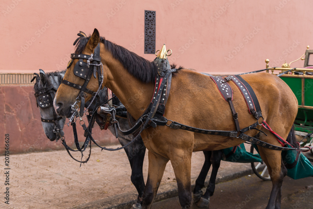 Horses in the streets of Marrakech