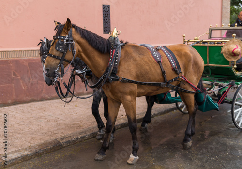 Horses in the streets of Marrakech