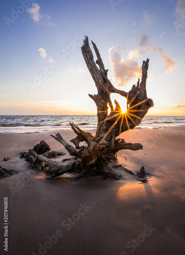 Obraz na płótnie Big Talbot Island's beautiful boneyard beach in Jacksonville, FL