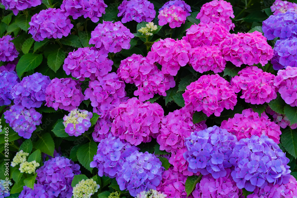 一つの木に様々な色の花が咲くアジサイ 一つの木に様々な色の花が咲くアジサイ