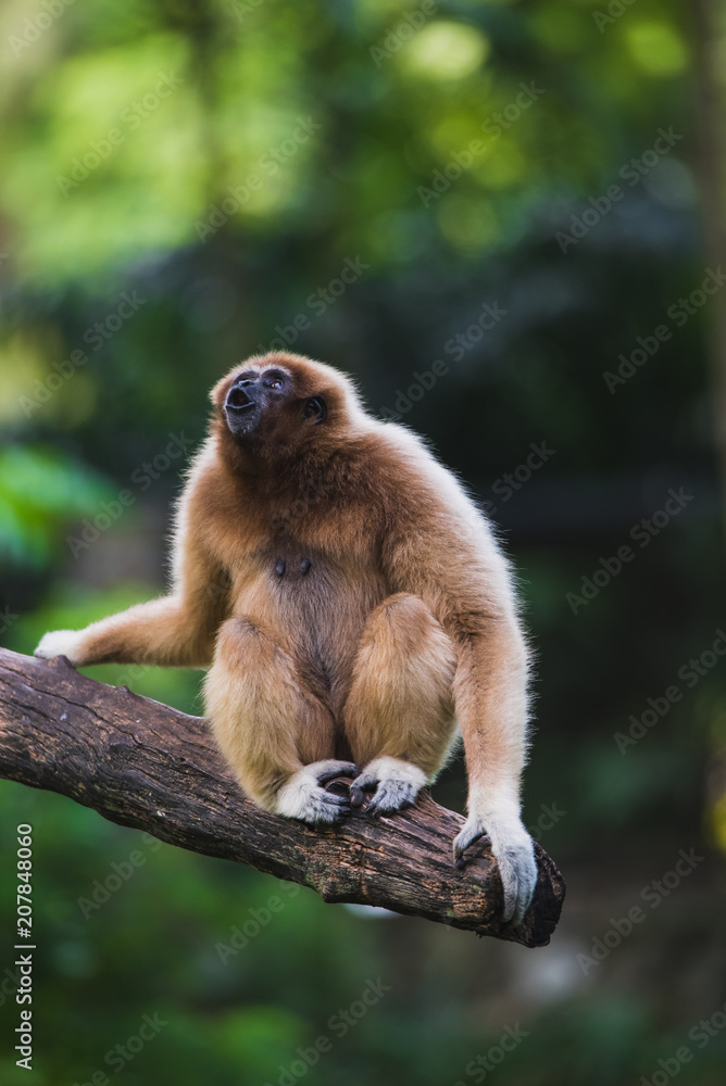 Obraz premium Gibbons climbing on trees.