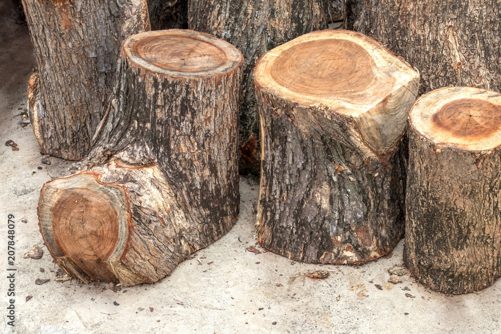 Rain tree stump early on the concrete. Rain tree stump early on the concrete.