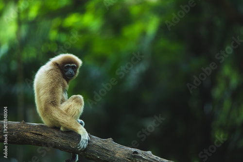 Gibbons climbing on trees.