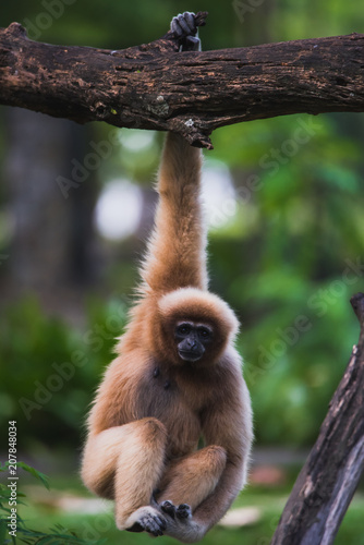 Gibbons climbing on trees.