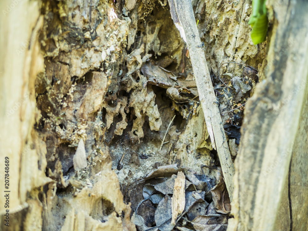 close up structure of the eaten destroyed by bark beetles tree close up structure of the eaten destroyed by bark beetles tree