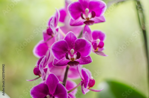 Fototapeta Naklejka Na Ścianę i Meble -  Orchid in Bloom