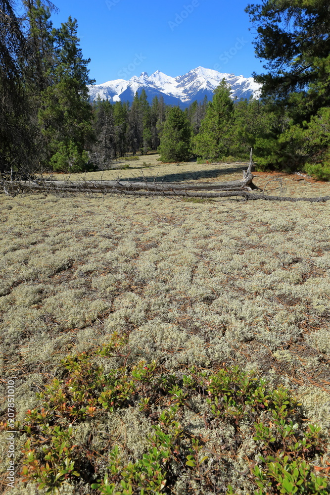 Mica Mountain from Jackman Flats Stock Photo Adobe Stock