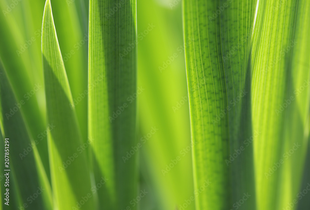 Fresh green grass with water droplet in sunshine Fresh green grass with water droplet in sunshine