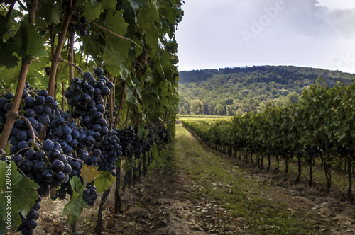 Fotografía Virginia wine country vinyards