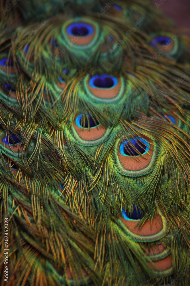 Fototapeta premium Peacock Feathers Closeup Abstract Colorful