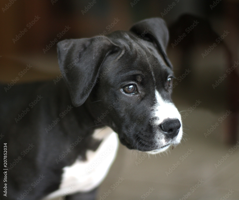 Lucky the new puppy Lucky the new puppy
