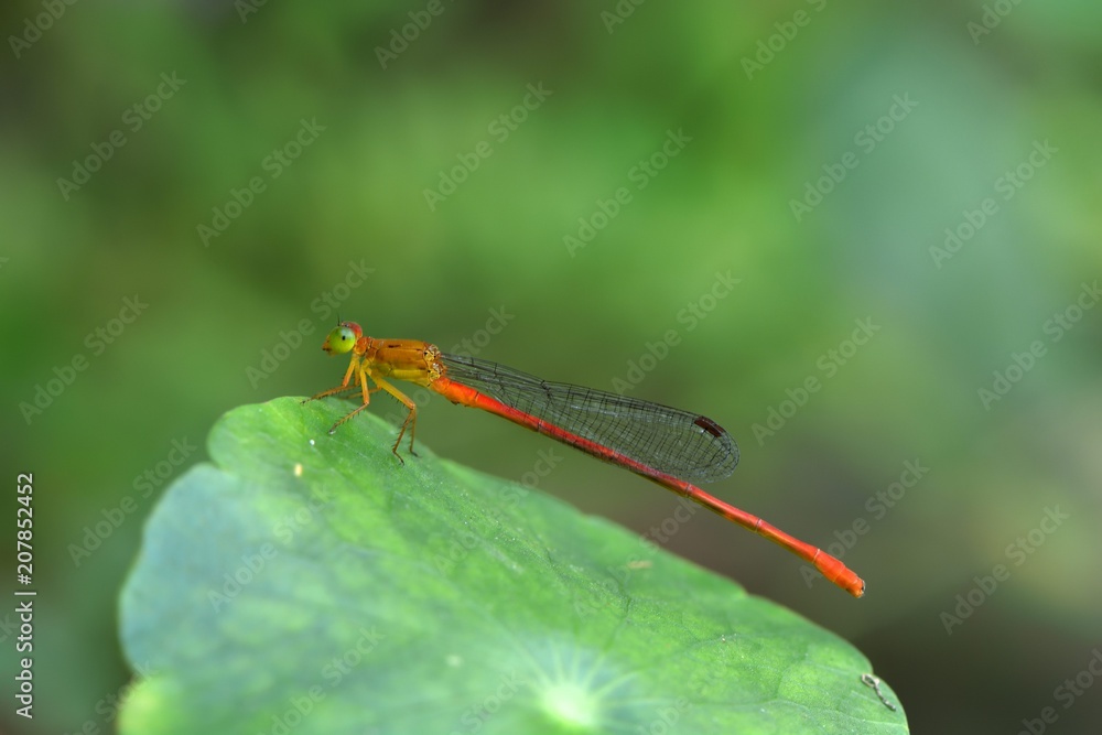 Dragonfly (Ceriagrion latericium ryukyuanum) in the Taiwan.