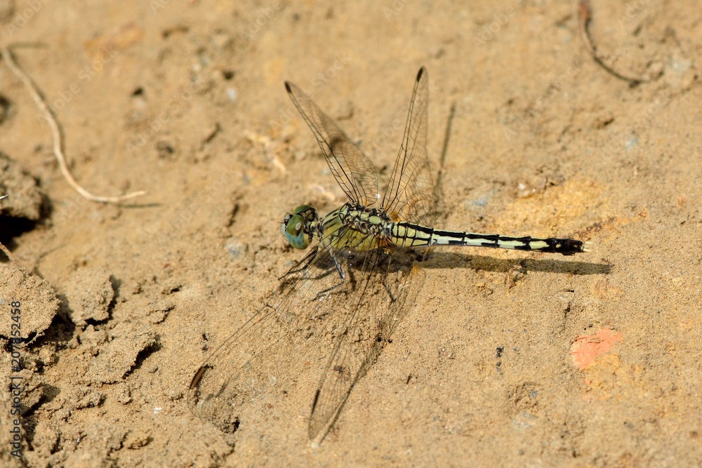 Dwarf dragonfly (Diplacodes trivialis) in the Taiwan. Dwarf dragonfly (Diplacodes trivialis) in the Taiwan.