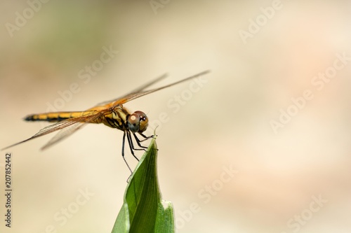 Thin wing dragonfly (Pantala flavescens) in the Taiwan.