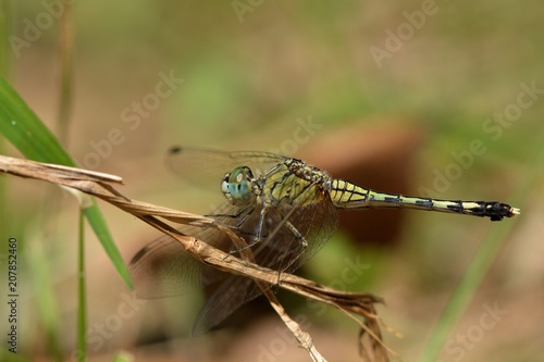 Dwarf dragonfly (Diplacodes trivialis) in the Taiwan.