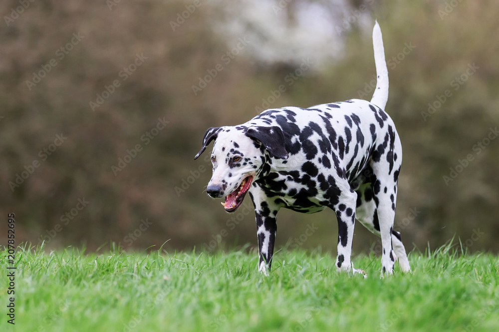 Dalmatian dog walks on a meadow