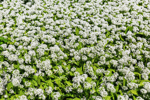 ramson flower carpet in spring