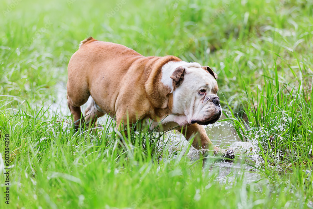 English bulldog walks through a puddle