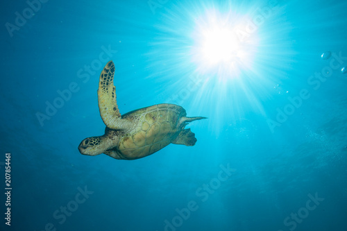 Underwater Sea Turtle and Sunburst