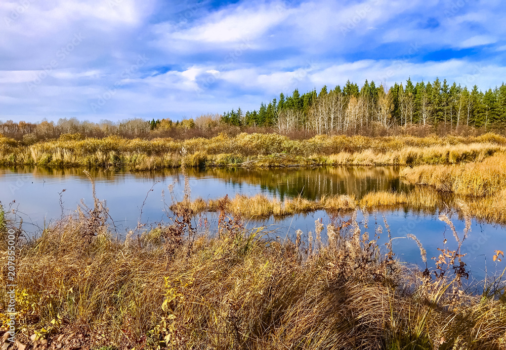 Bog in Bloom Bog in Bloom