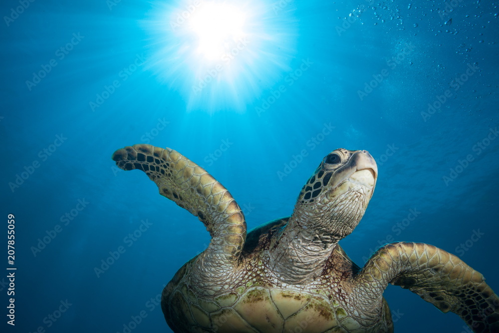 Obraz premium Underwater Sea Turtle and Sunburst