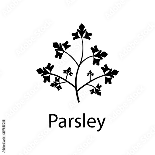 parsley illustration. Element of plant icon for mobile concept and web apps. Detailed parsley illustration can be used for web and mobile