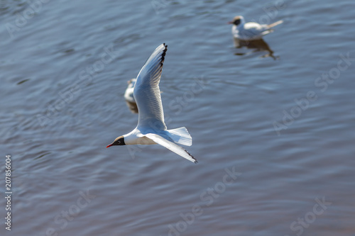seagull in flight over the water