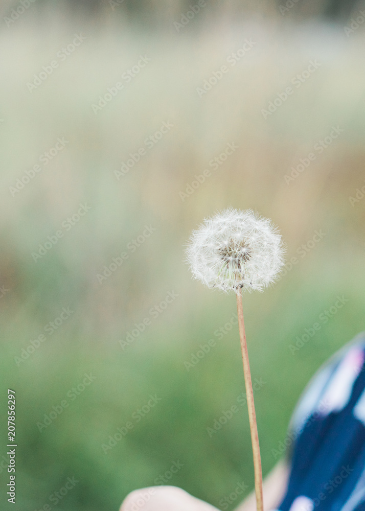 Fototapeta premium Dandelion