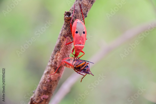 Red insect over a green leaf, side rear view. Spilostethus pandurus is a red and black real bug, commonly known as seed bugs photo