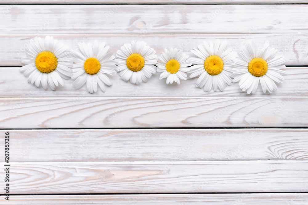 Obraz premium Chamomile flowers on white wooden background. View with copy space, top view.