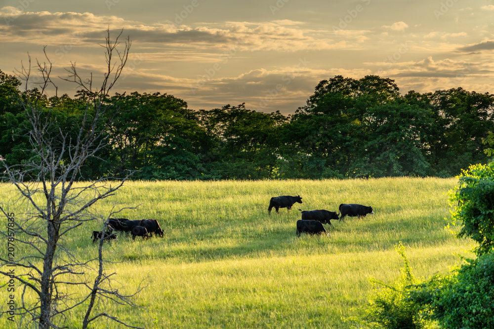 cattle grazing in summer