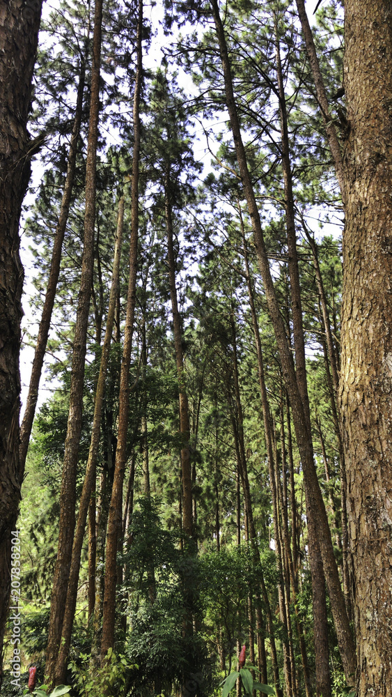 Fototapeta premium Tropical Forest