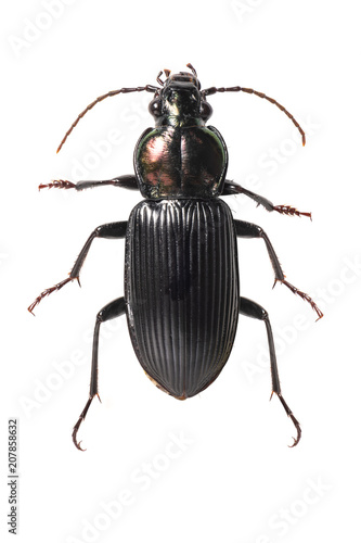 Coleoptera Carabidae ground beetle isolated on white background © phichak