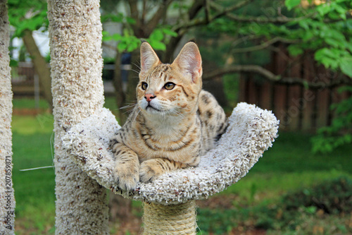 Obraz na plátně Savannah cat