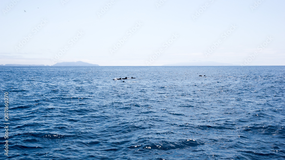 Playful dolphins swimming in ocean waters near Channel Islands, Southern California Playful dolphins swimming in ocean waters near Channel Islands, Southern California