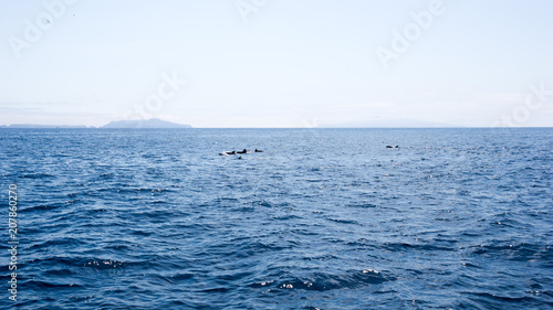 Playful dolphins swimming in ocean waters near Channel Islands, Southern California