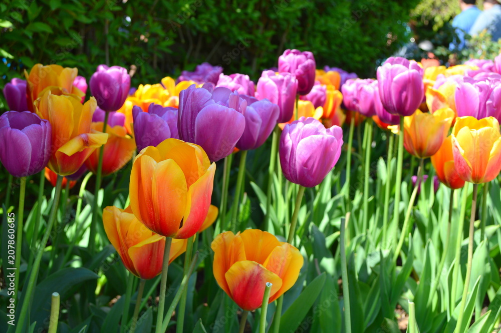 Pretty in Pink Tulips Pretty in Pink Tulips