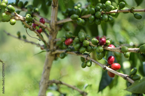 Close up of the coffee beans and trees at the coffee plantations in the highlands around Lake Toba. Sumatra, Indonesia