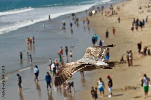 Seagull flying over people at the beach