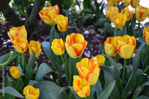 Mount Vernon Tulip Display Garden