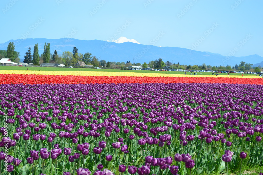 The Skagit Valley Tulip Festival