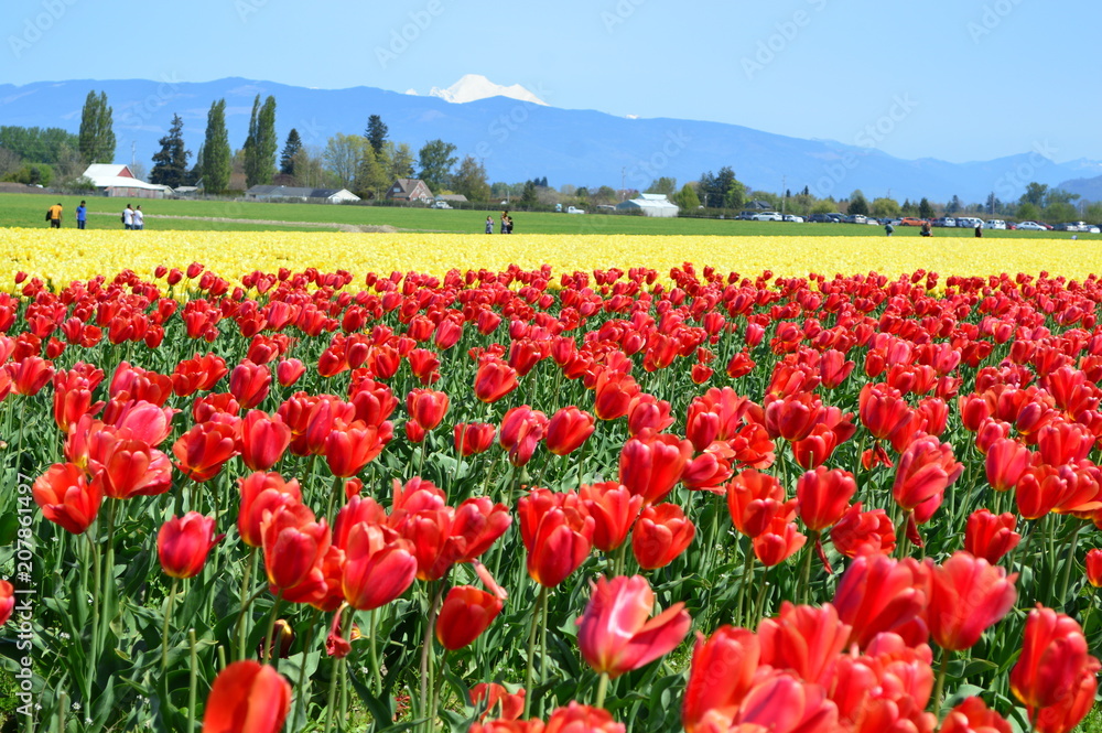 Tulips in the Skagit Valley