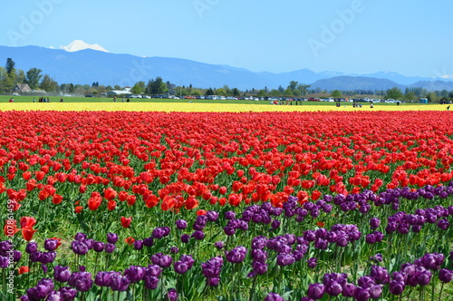Skagit Valley Tulip Festival © Ganeshkumar