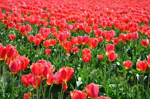Red Tulips in Skagit Valley Bulb Farm