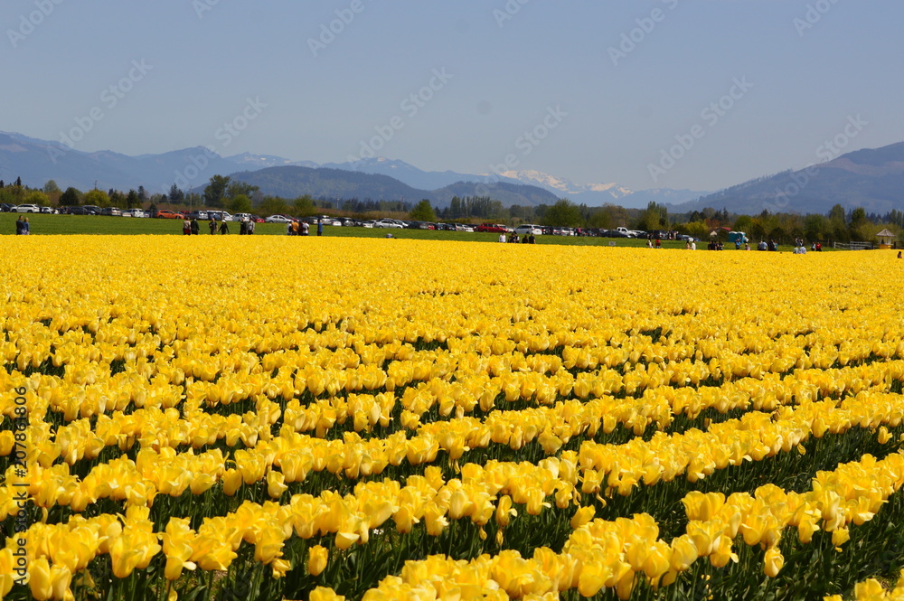 Fototapeta premium Skagit Valley Yellow Tulips