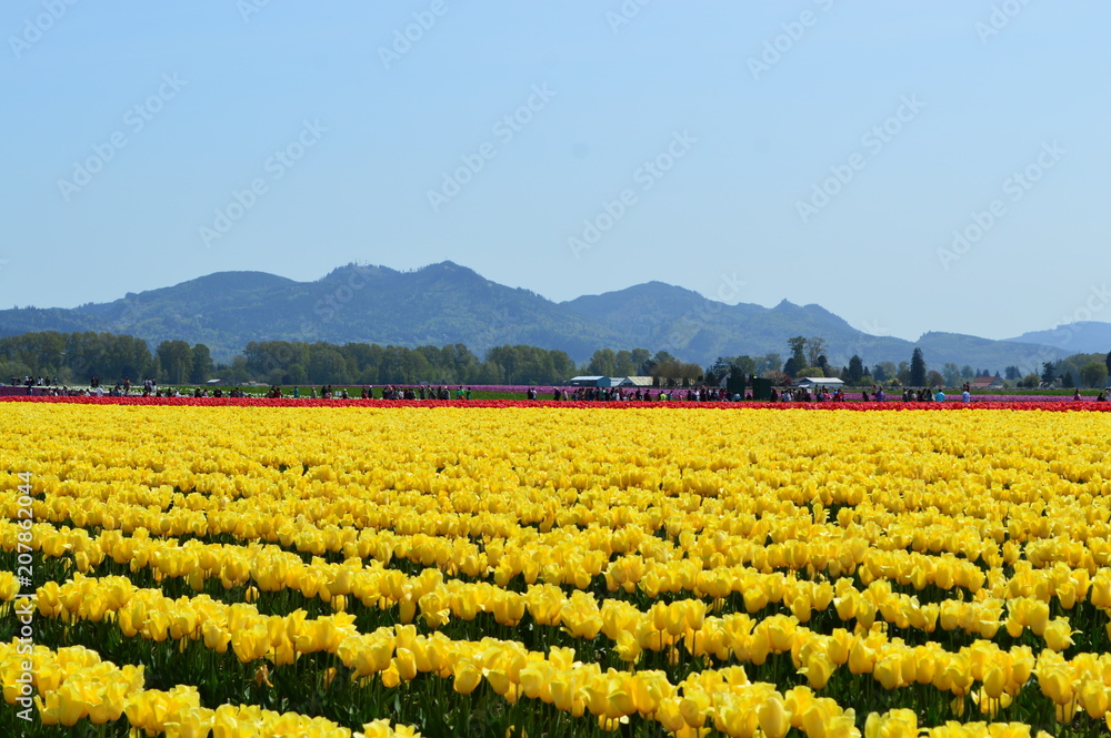 Yellow Tulips in Skagit Valley Tulip Festival