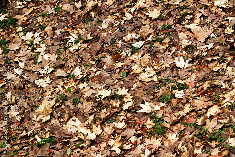 Fallen leaf texture Fallen leaf texture