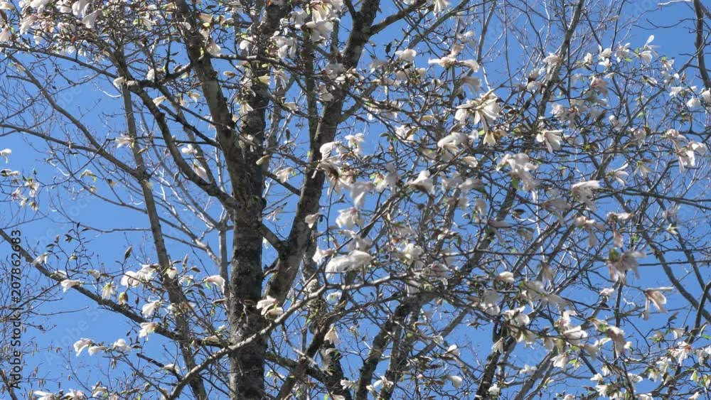 Magnolia Kobus (Kobushi) Flowers Magnolia Kobus (Kobushi) Flowers