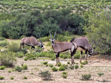 Herd Gemsbok, Oryx gazella gazela, Kalahari South Africa