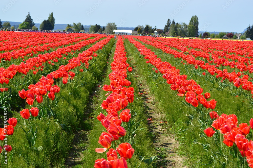 Skagit Valley Red Tulips